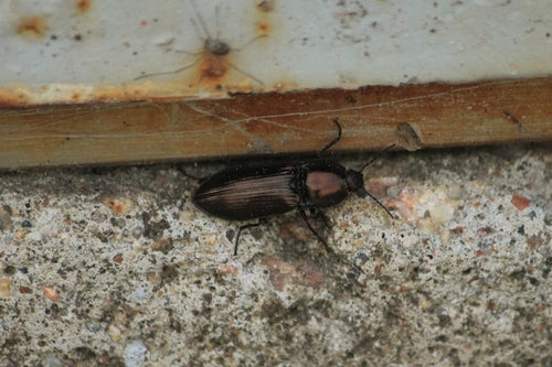 Glanz-Schnellkäfer — Bild 3 von 9