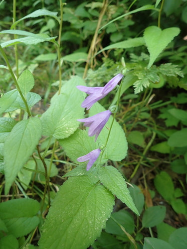 Glockenblumen — Bild 1 von 8