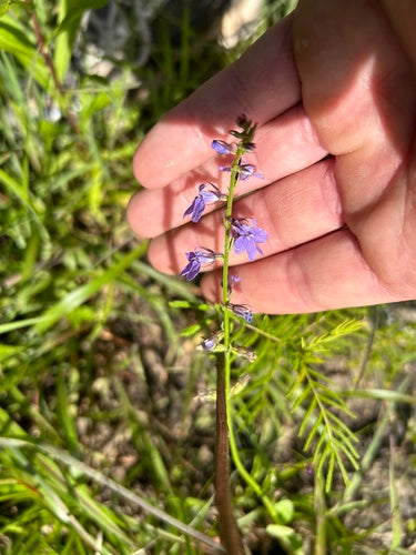 Glockenblumengewaechse — Bild 1 von 2