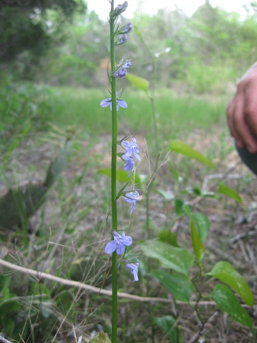 Glockenblumengewaechse — Bild 2 von 2