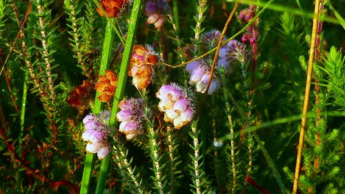 Glockenheide — Bild 1 von 32