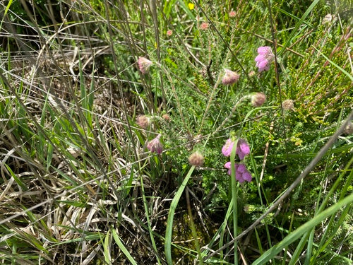 Glockenheide — Bild 5 von 32