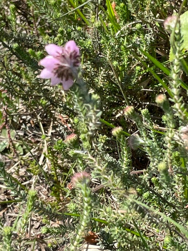 Glockenheide — Bild 2 von 32