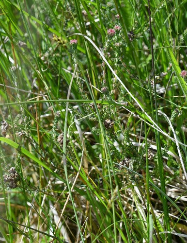 Glockenheide — Bild 4 von 32