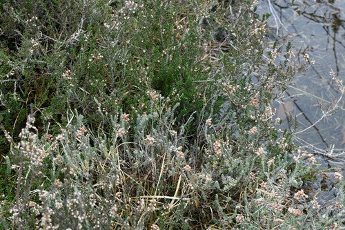 Glockenheide — Bild 3 von 32