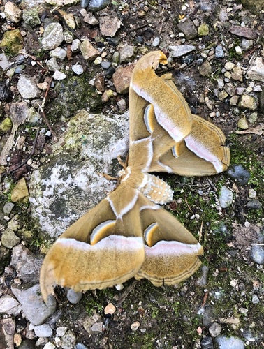 Götterbaum-Spinner — Bild 2 von 8