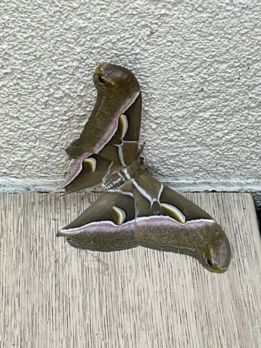 Götterbaum-Spinner — Bild 3 von 8