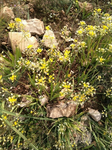 Gold-Lauch — Bild 5 von 6