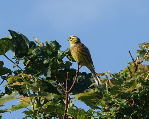 Goldammer — Bild 4 von 10
