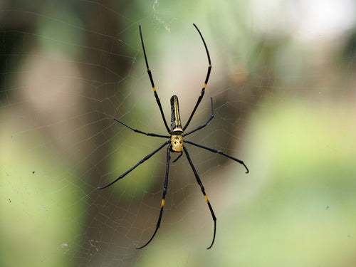 Goldene Seidenspinne — Bild 3 von 9