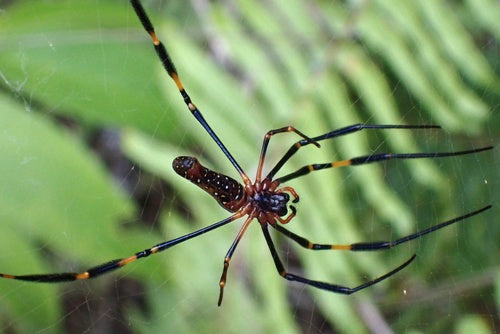 Goldene Seidenspinne — Bild 5 von 9