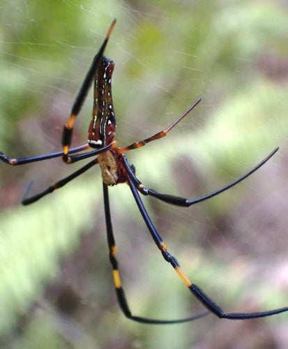 Goldene Seidenspinne — Bild 4 von 9