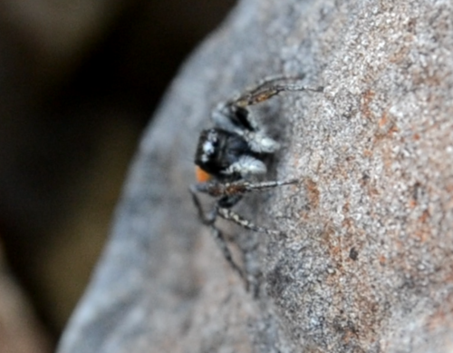 Goldene Springspinne — Bild 2 von 9