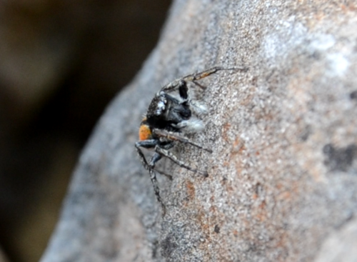 Goldene Springspinne — Bild 4 von 9