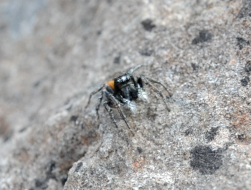 Goldene Springspinne — Bild 3 von 9