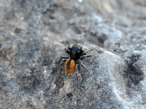 Goldene Springspinne — Bild 5 von 9