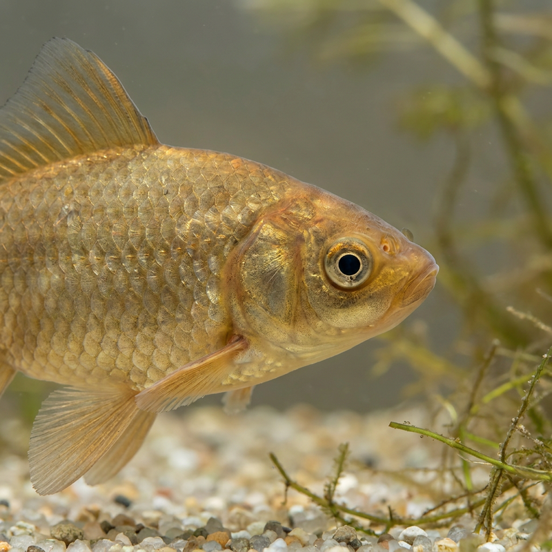 Goldfisch (Carassius auratus), KI-Illustration