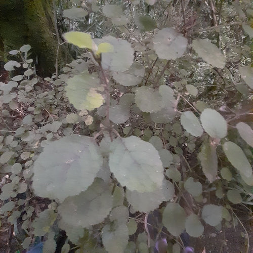 Goldfischpflanze — Bild 3 von 8