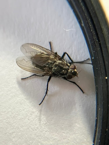 Goldfliege (Gattung Pollenia) — Bild 3 von 8
