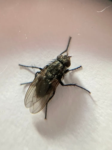 Goldfliege (Gattung Pollenia) — Bild 2 von 8
