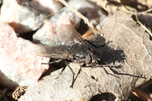 Goldfliege (Gattung Pollenia) — Bild 1 von 8