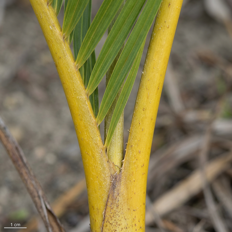 Goldfruchtpalme (Dypsis lutescens), KI-Illustration
