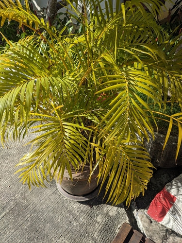 Goldfruchtpalme — Bild 5 von 12