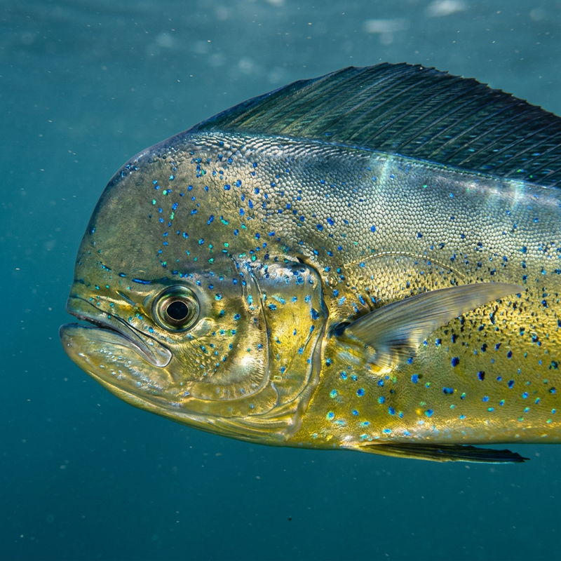 Goldmakre (Coryphaena hippurus), KI-Illustration