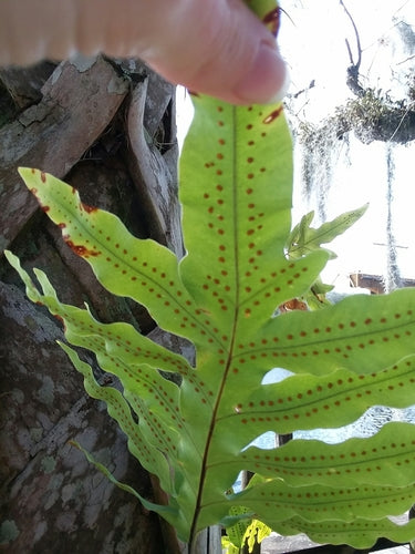 Goldtuepfelfarn — Bild 5 von 8