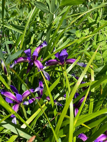 Gras-Schwertlilie — Bild 5 von 9