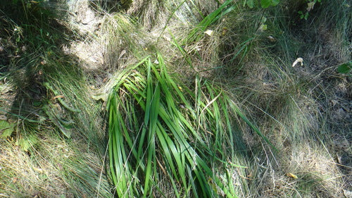Gras-Schwertlilie — Bild 2 von 9