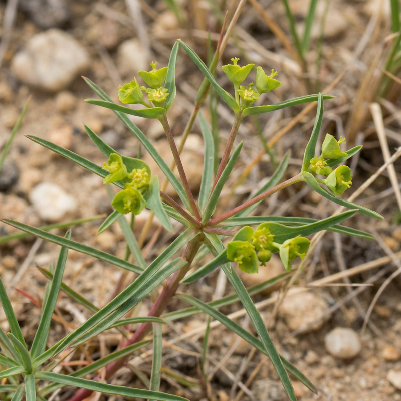 Grasblättrige Wolfsmilch (Euphorbia graminea), KI-Illustration