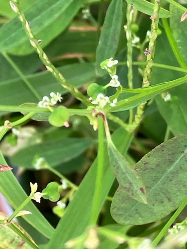 Grasblättrige Wolfsmilch — Bild 4 von 9