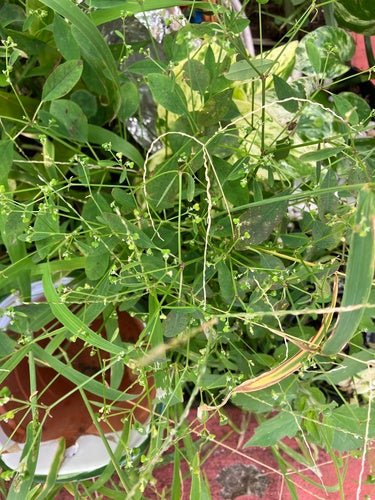 Grasblättrige Wolfsmilch — Bild 3 von 9