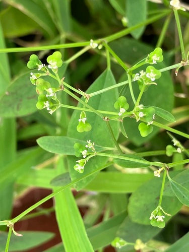 Grasblättrige Wolfsmilch — Bild 2 von 9