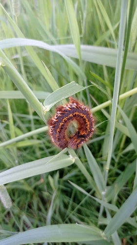 Grasglucke — Bild 5 von 11