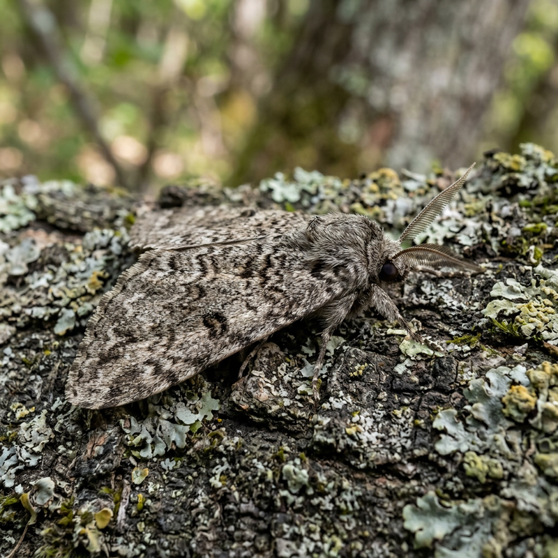 Grauer Rindenspanner (Alcis repandata), KI-Illustration