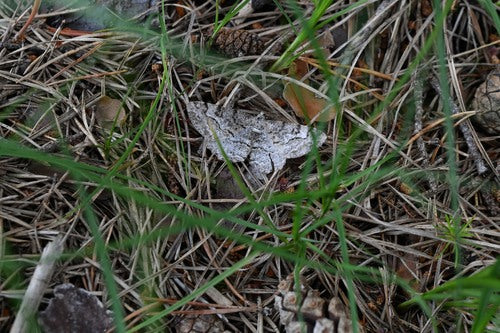 Grauer Rindenspanner — Bild 4 von 9