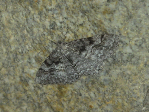 Grauer Rindenspanner — Bild 3 von 9