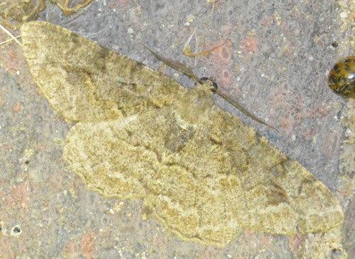 Grauer Rindenspanner — Bild 2 von 9