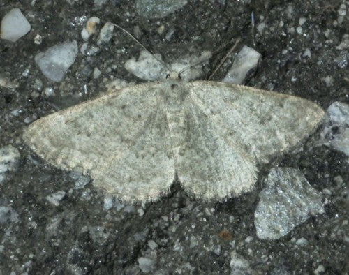Grauer Steinspanner — Bild 3 von 10