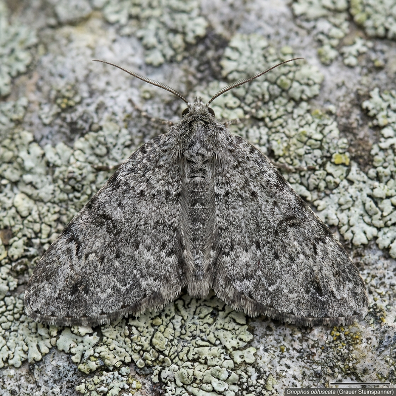 Grauer Steinspanner (Gnophos obfuscata), KI-Illustration