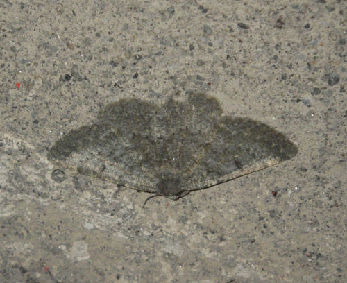 Grauer Steinspanner — Bild 5 von 10