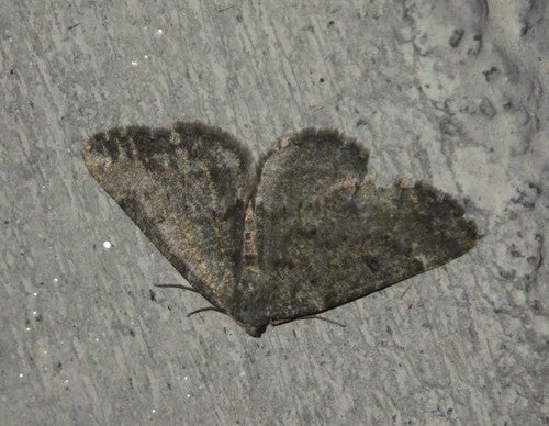 Grauer Steinspanner — Bild 4 von 10