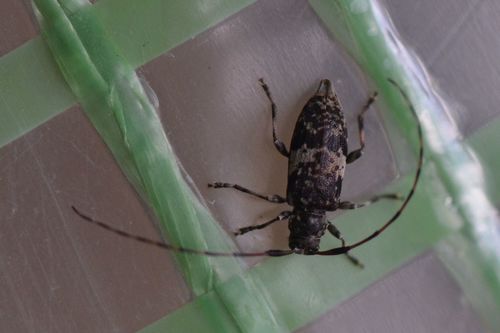 Graugefleckter Kantenbock — Bild 2 von 9
