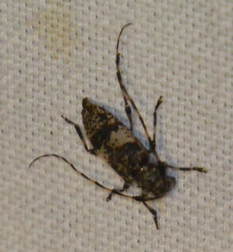 Graugefleckter Kantenbock — Bild 3 von 9