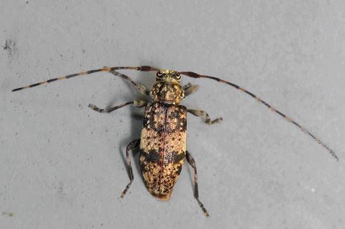Graugefleckter Kantenbock — Bild 4 von 9