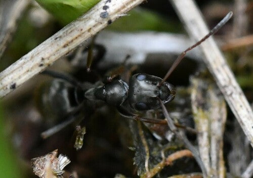 Grauschwarze Sklavenameise — Bild 4 von 10
