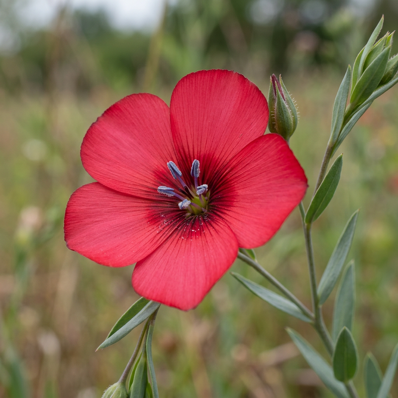 Großblütiger Lein (Linum grandiflorum), KI-Illustration