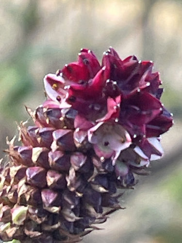 Große Bibernelle — Bild 4 von 9